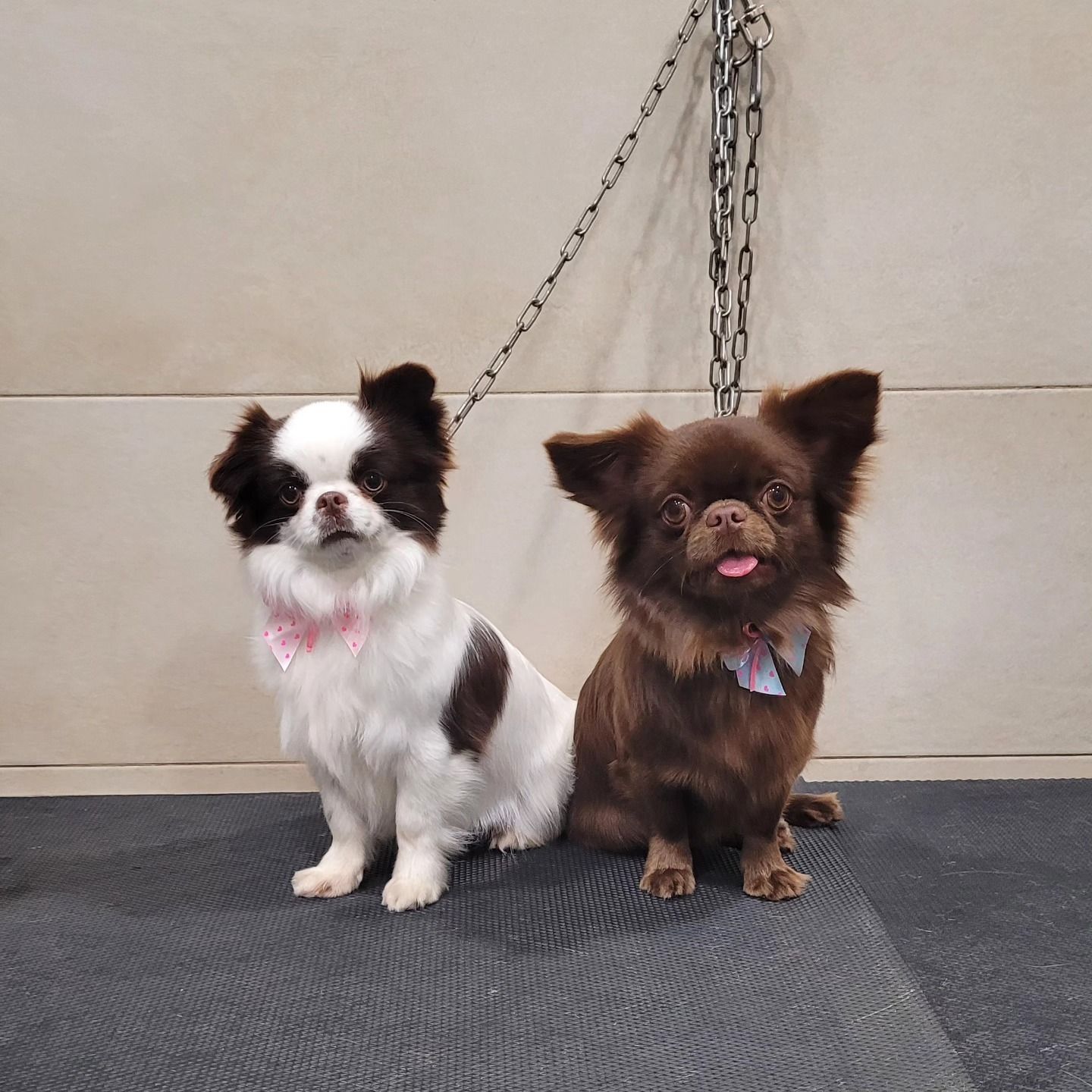 Due cagnolini dal pelo soffice sono seduti su un tappetino: uno è bianco e nero, l’altro marrone. Entrambi sono al guinzaglio.