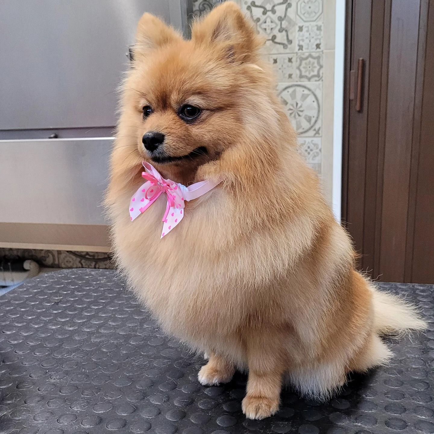 Piccolo cane fulvo dal pelo soffice con un fiocco rosa, seduto su un tappetino scuro in casa