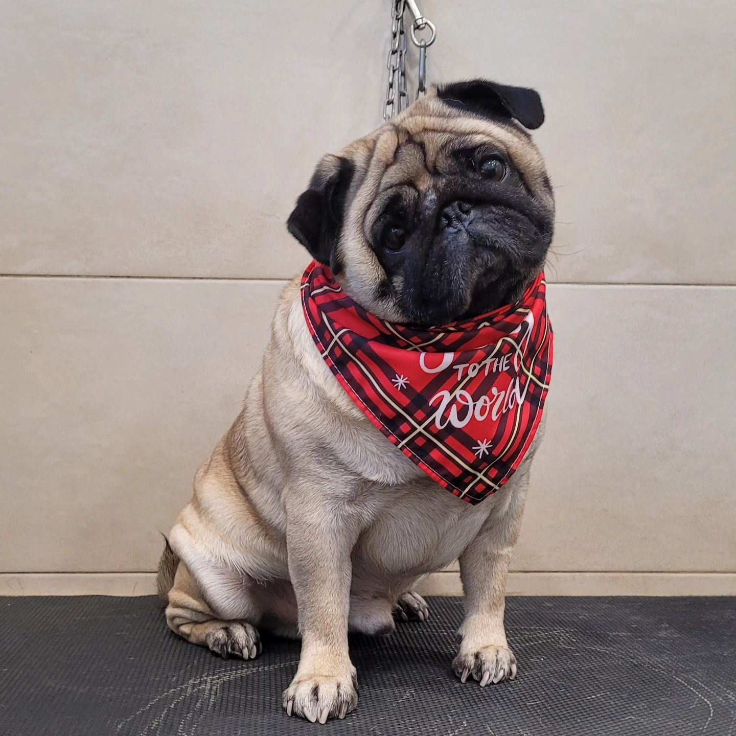 Carlino seduto in casa su un tappetino, con un bandana a quadri rossa e un guinzaglio a catena dietro di lui.