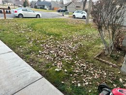 A yard covered in fallen brown leaves with a sidewalk in the foreground and cars parked on a residential street beyond.