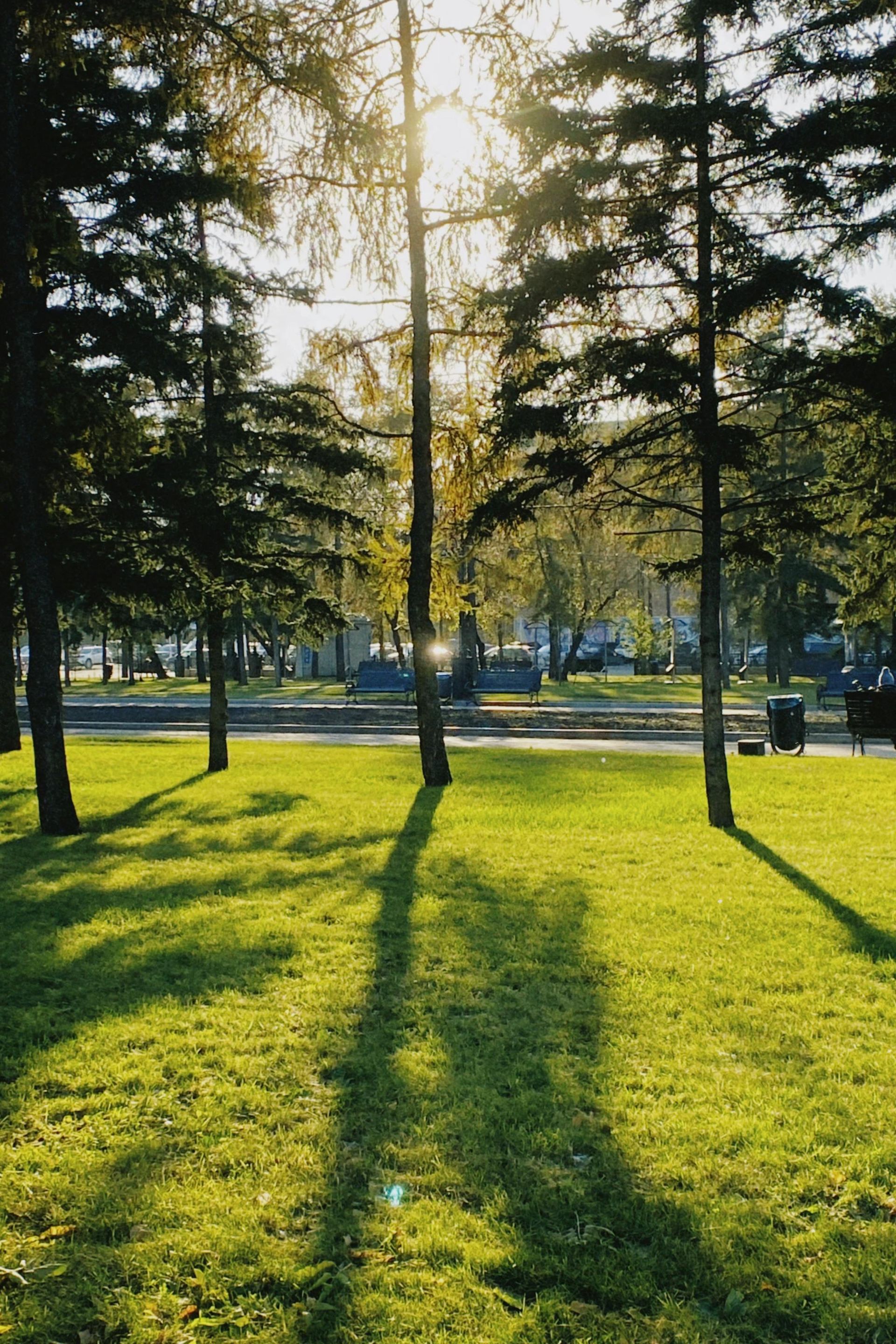 Sunlight filters through tall trees in a park, casting long, dark shadows across a vibrant green lawn.