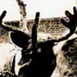 A close up of a deer 's head with antlers in the snow.