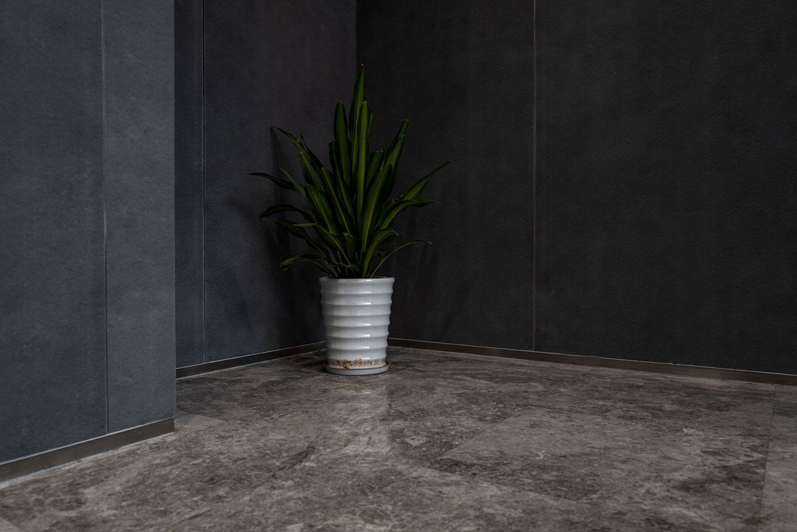 A Pot Of Green Plant — Delray Beach, FL — Passeri Marble A Pot Of Green Plant — Delray Beach, FL — Passeri Marble