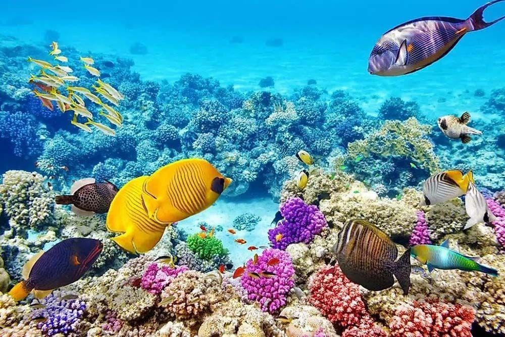 Vibrant coral reef teeming with colorful tropical fish swimming among diverse coral structures in clear blue water.