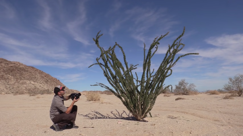Photography On Location: The Pumpkin Patch in Anza-Borrego Desert