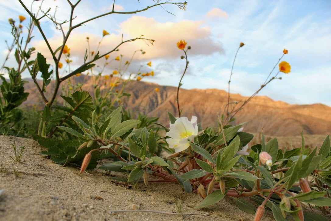 Enjoy free activities in Borrego Springs, where adventure and nature blend in the stunning landscapes of Anza-Borrego State Park.
