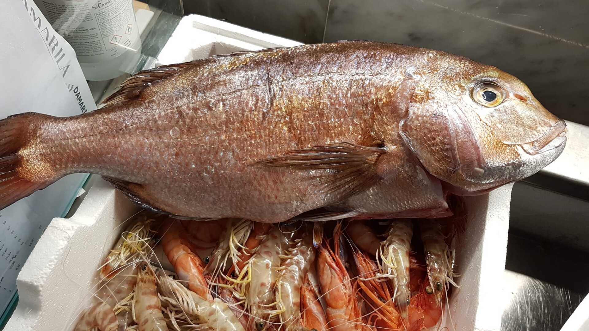Un grosso pesce è seduto sopra una scatola di gamberetti.