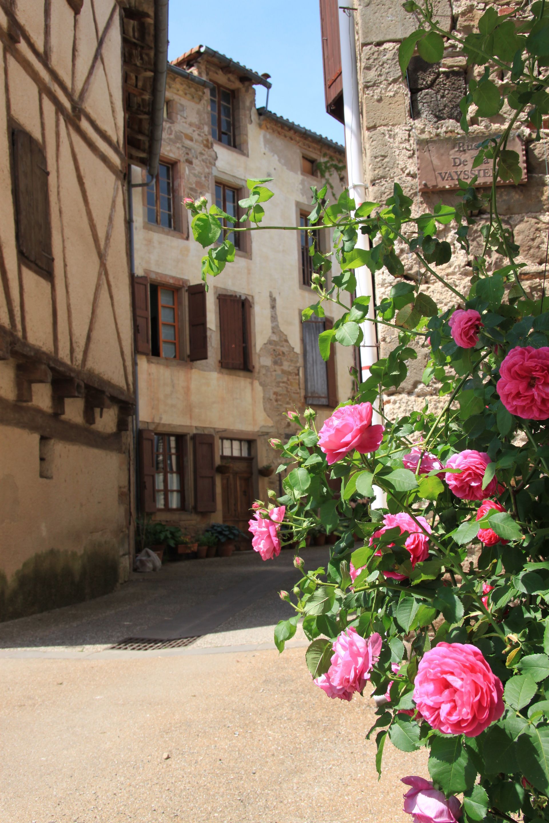 Des roses d'un rose éclatant fleurissent au premier plan d'une rue pavée étroite, bordée de maisons historiques à colombages.
