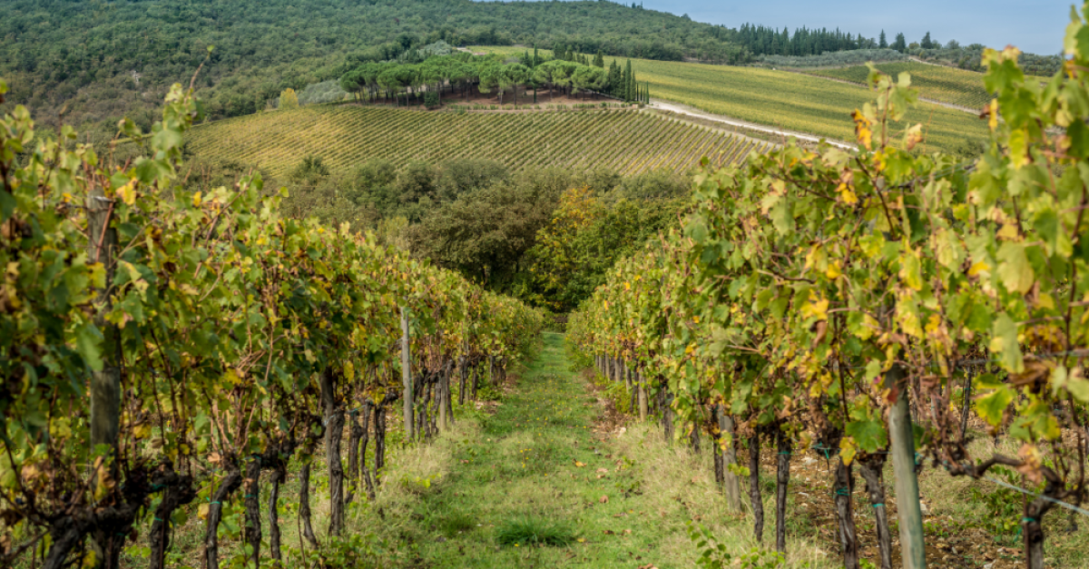 Des rangées de vignes s'étendent à perte de vue, menant à des collines vallonnées et boisées sous un ciel d'un bleu limpide.