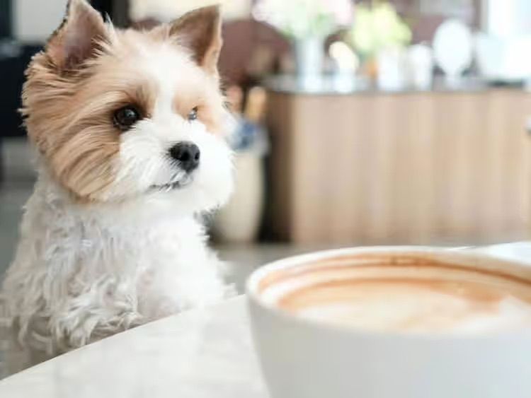 Small fluffy dog looking at a cup of coffee on a table in a bright café
