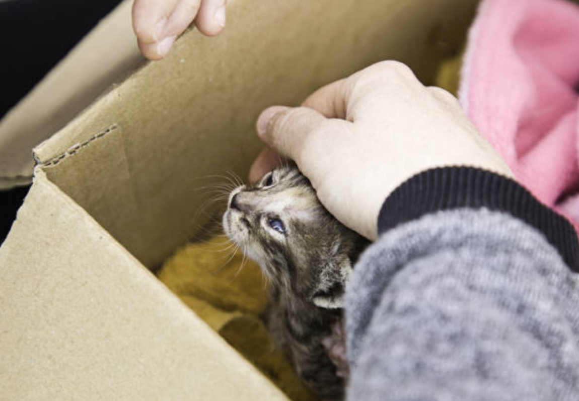 Hands petting a small kitten peeking out of a cardboard box