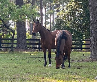 Two horses in a field in Southern Pines NC