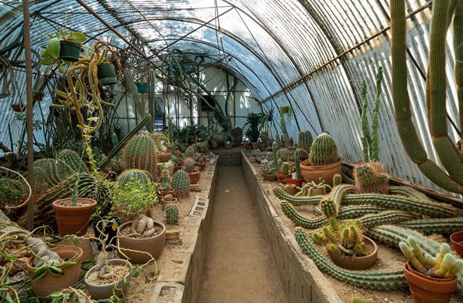 A greenhouse filled with lots of potted cactus plants.