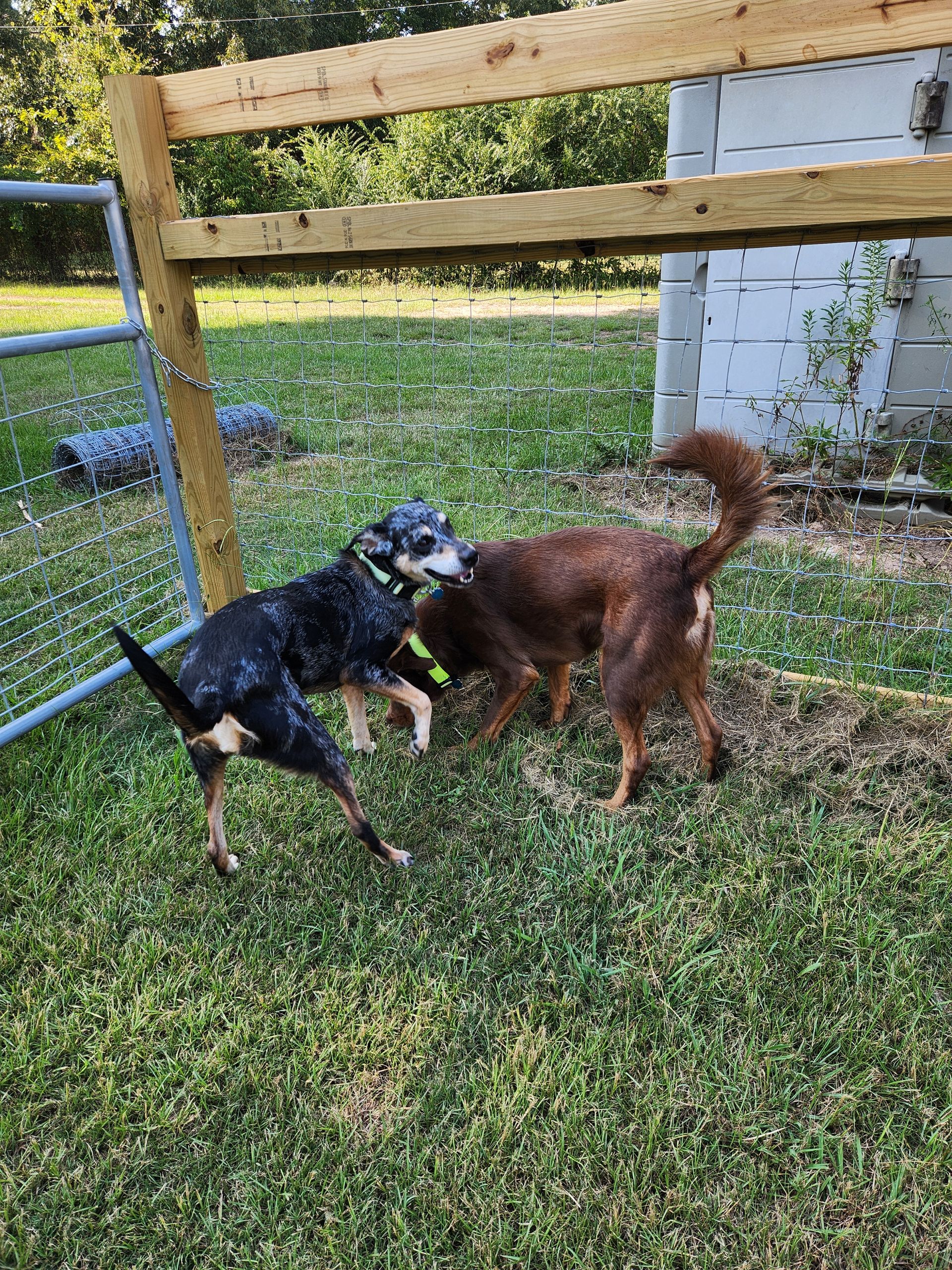 Two dogs playing in a grassy yard by a wooden fence. One is blue and black, the other is brown.