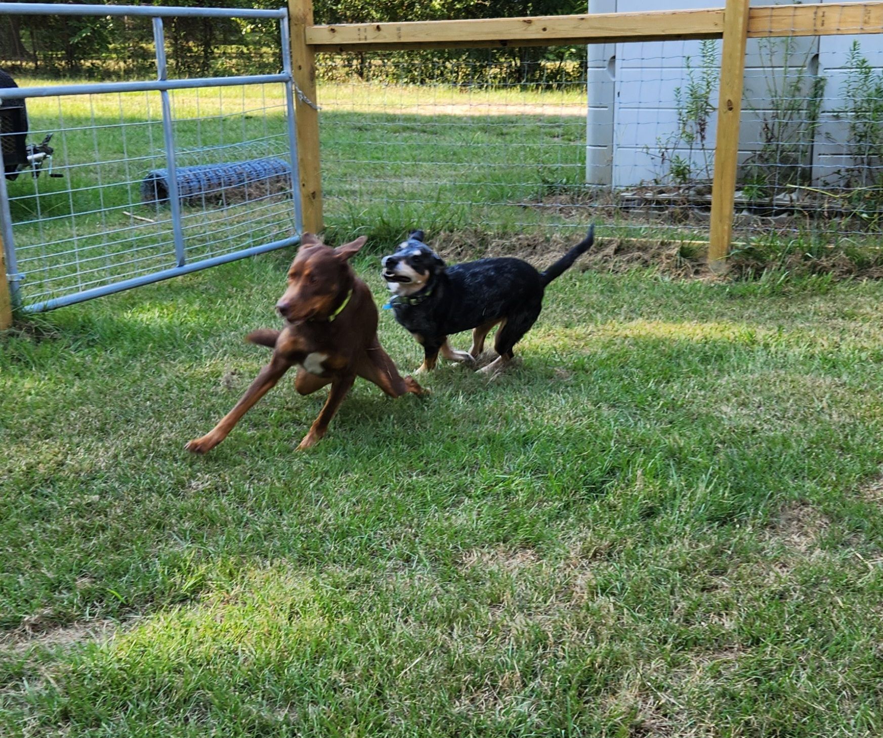 Two dogs running on a green lawn near a fence; one is brown, one is black.