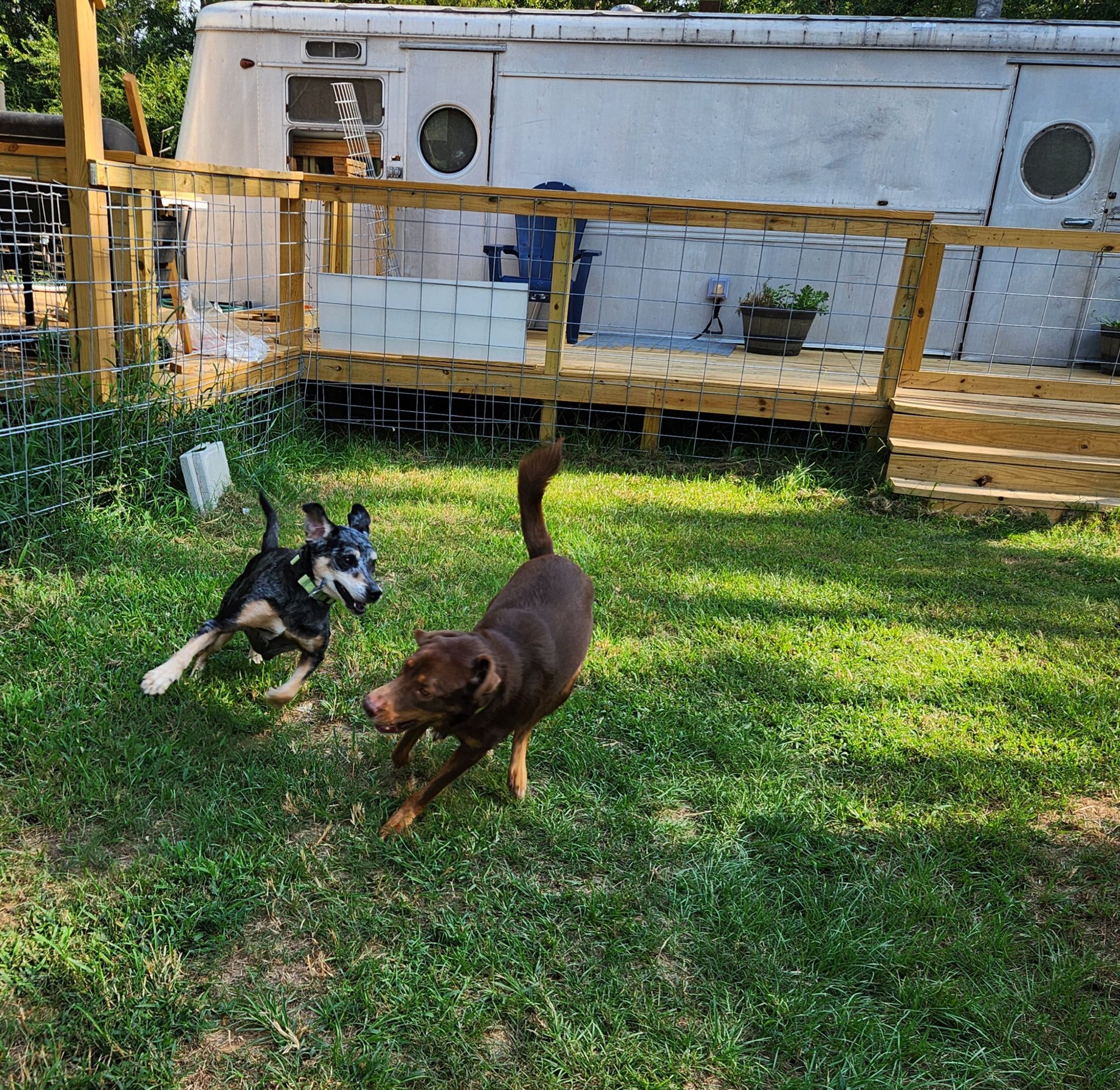 Two dogs play in a grassy fenced-in yard, near a white trailer. One dog is brown, the other is black and white.