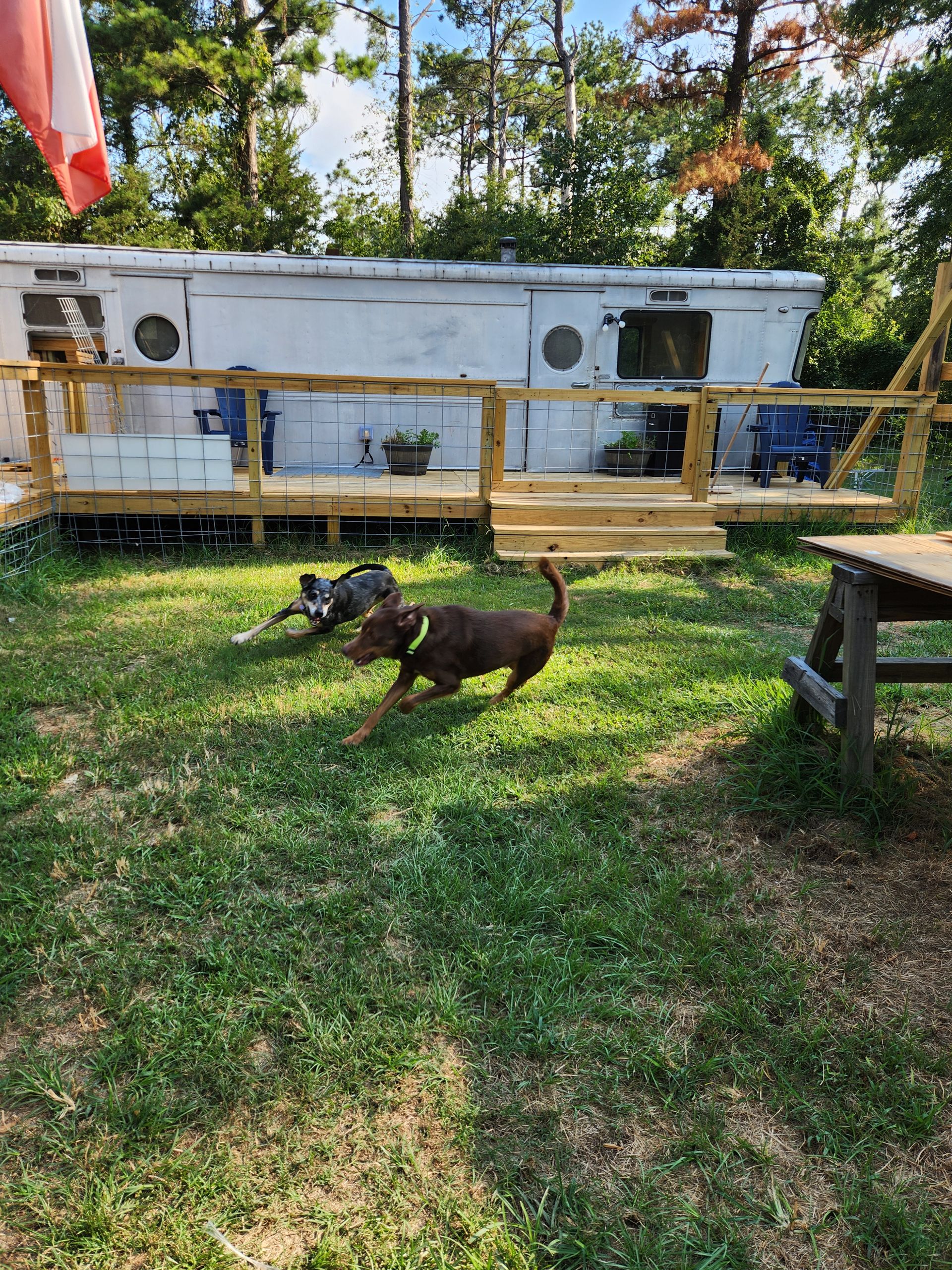 Two dogs playing on a grassy lawn in front of a white trailer with a wooden deck.