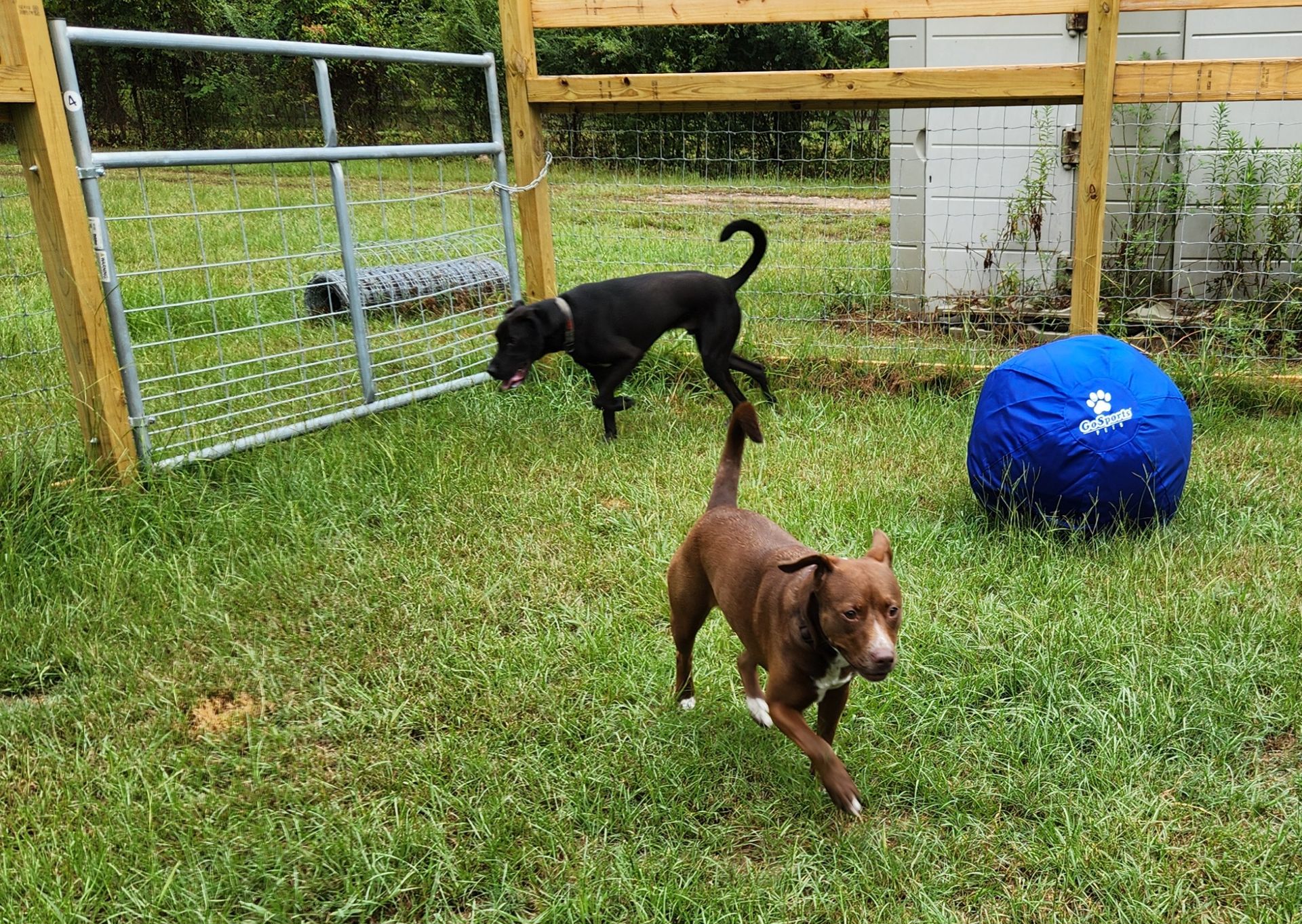 Two dogs playing in a grassy fenced yard, one black and one brown, with a blue dog bed.