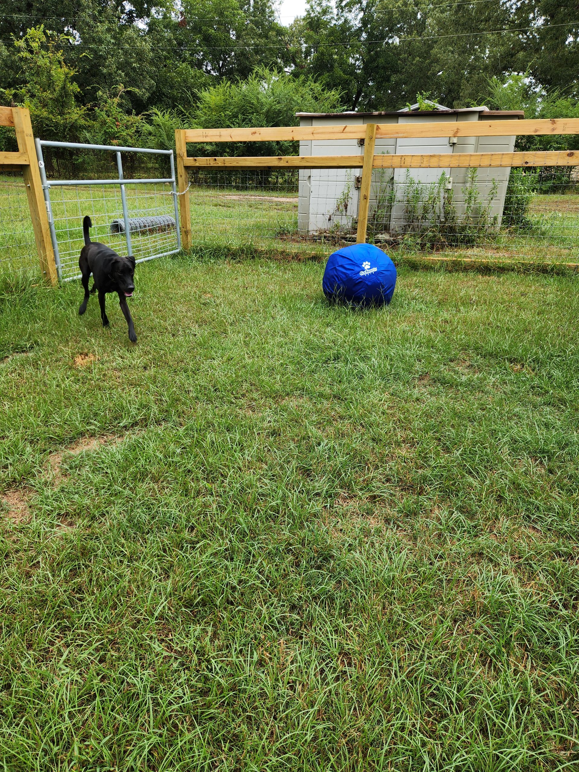 Black dog running toward a blue ball in a grassy yard, near a fence and gate.