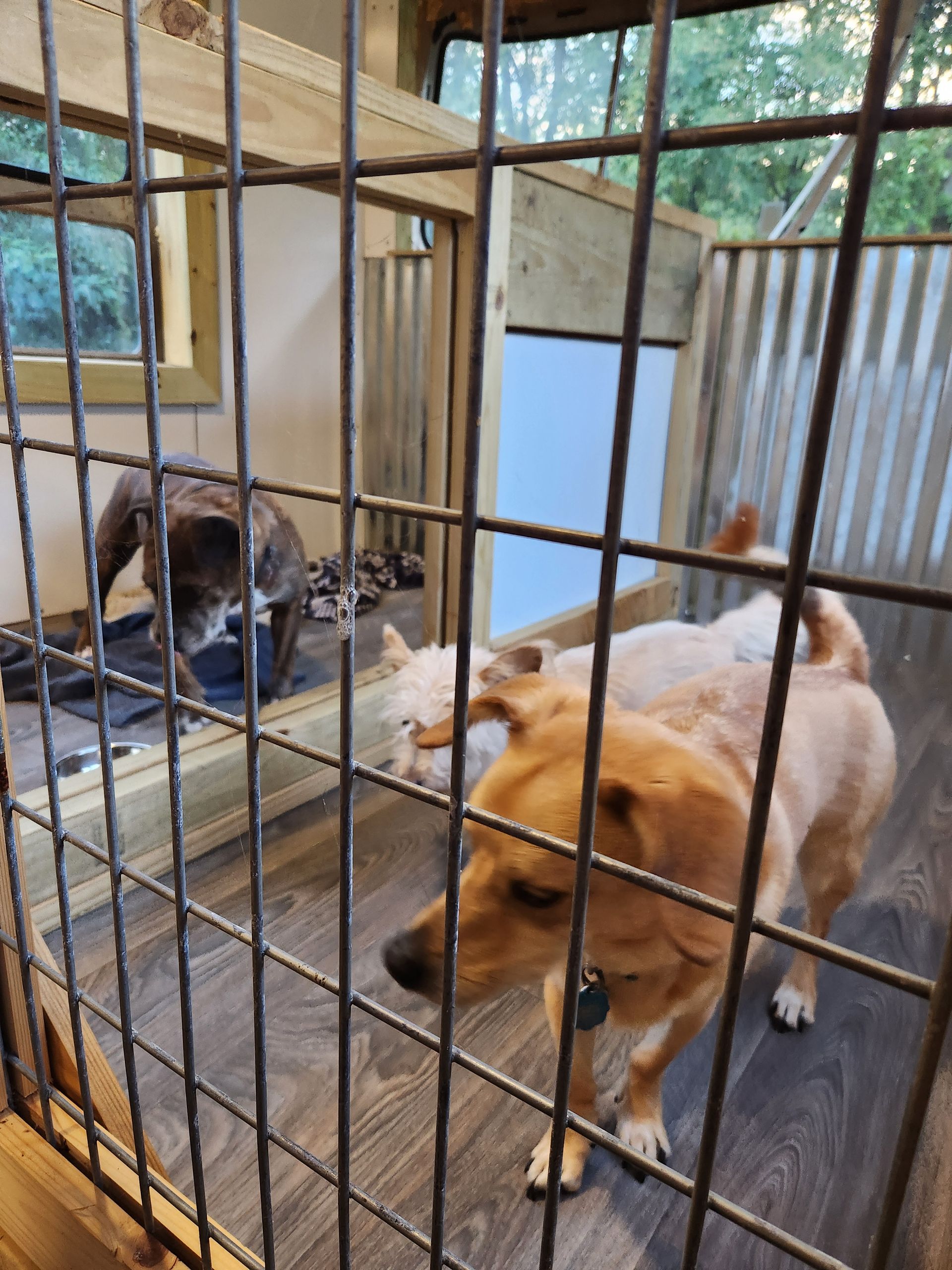 Three dogs in a cage. A brown dog in the foreground, two dogs further back. Wooden and wire enclosure.