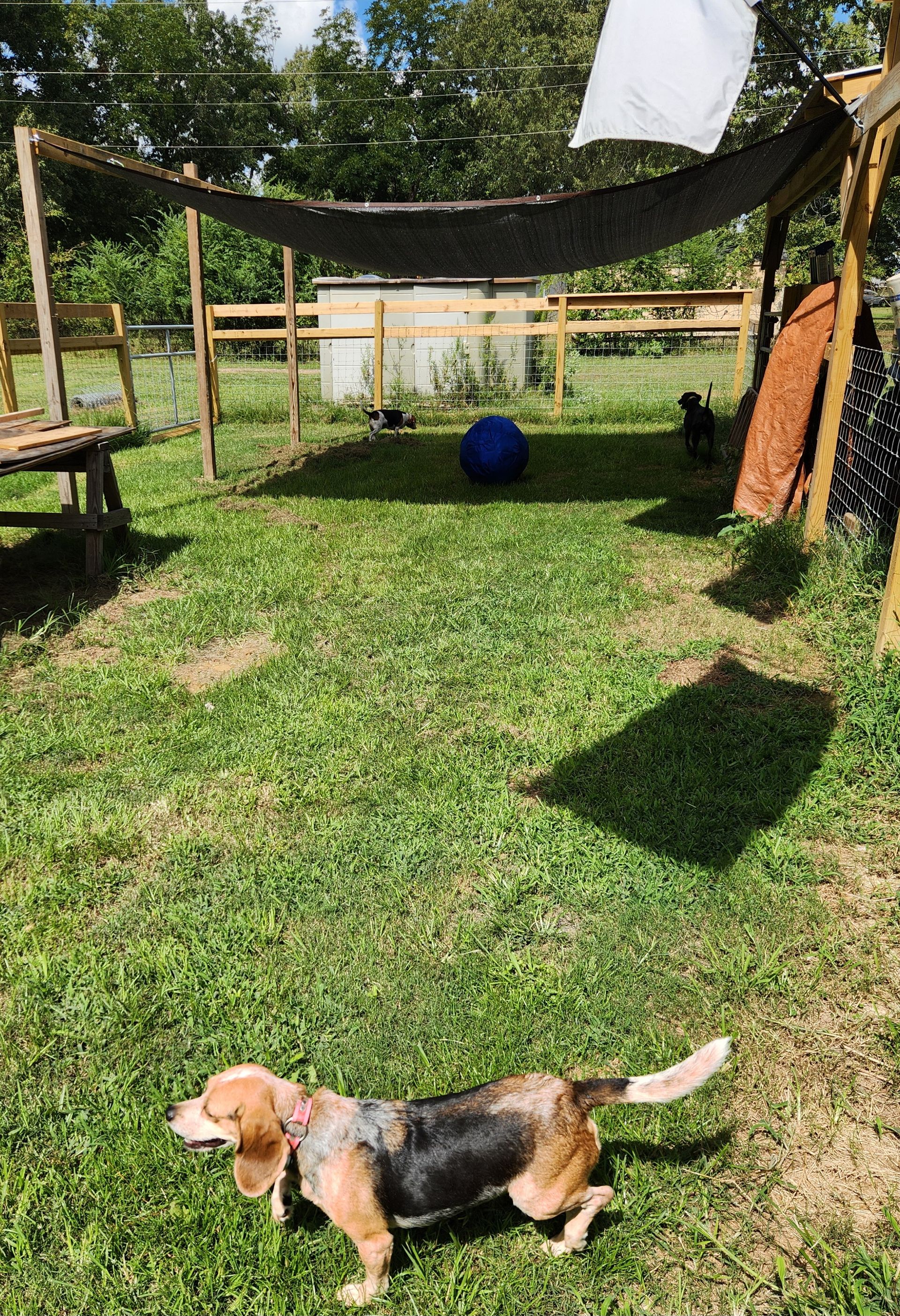 Beagle dog in a yard with a shade structure, a blue ball, and a sunny day.