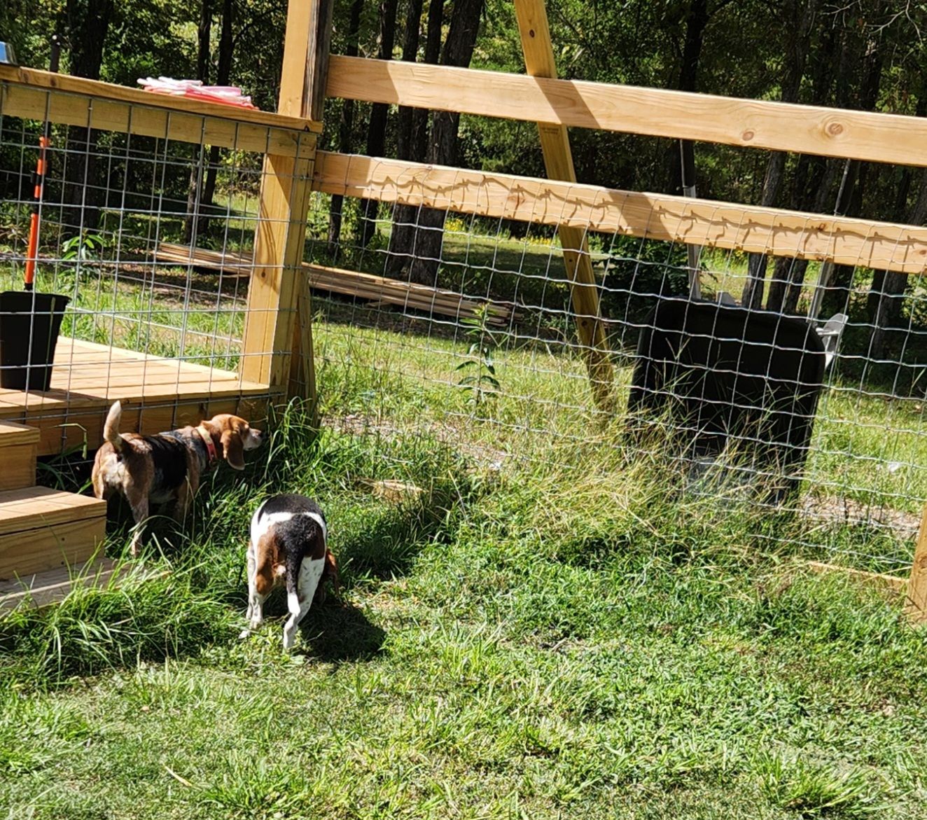 Two beagles near a wooden fence, one sniffing, the other looking away; green grass.