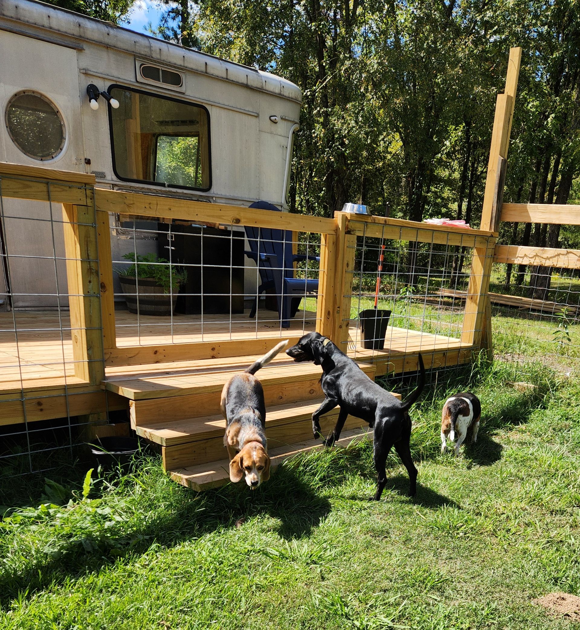 Three dogs play on a wooden deck by a camper, one holding a stick. Green grass and trees surround.