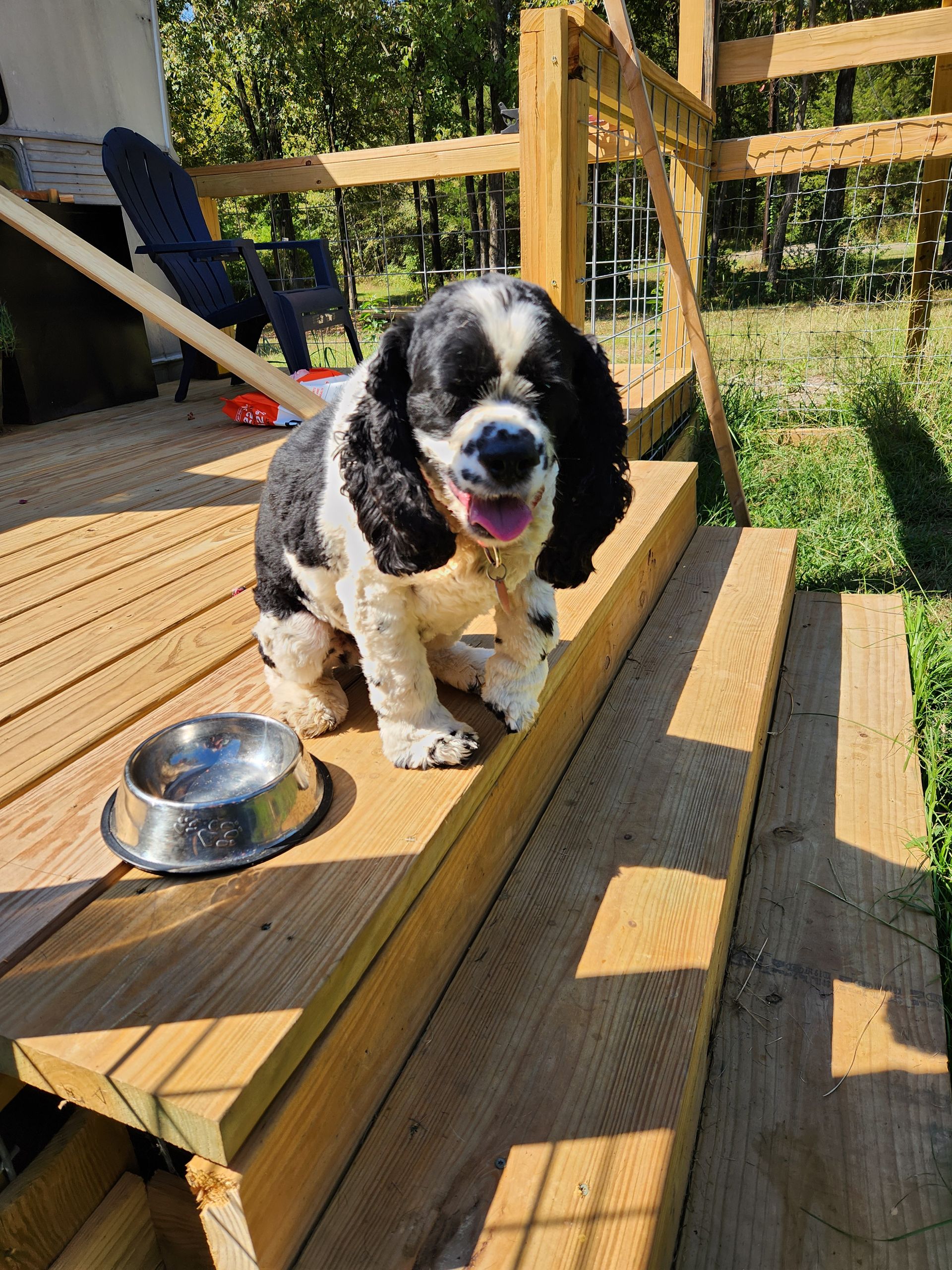 Black and white Cocker Spaniel sits on wooden steps next to a bowl. The dog smiles, outdoors in sunlight.