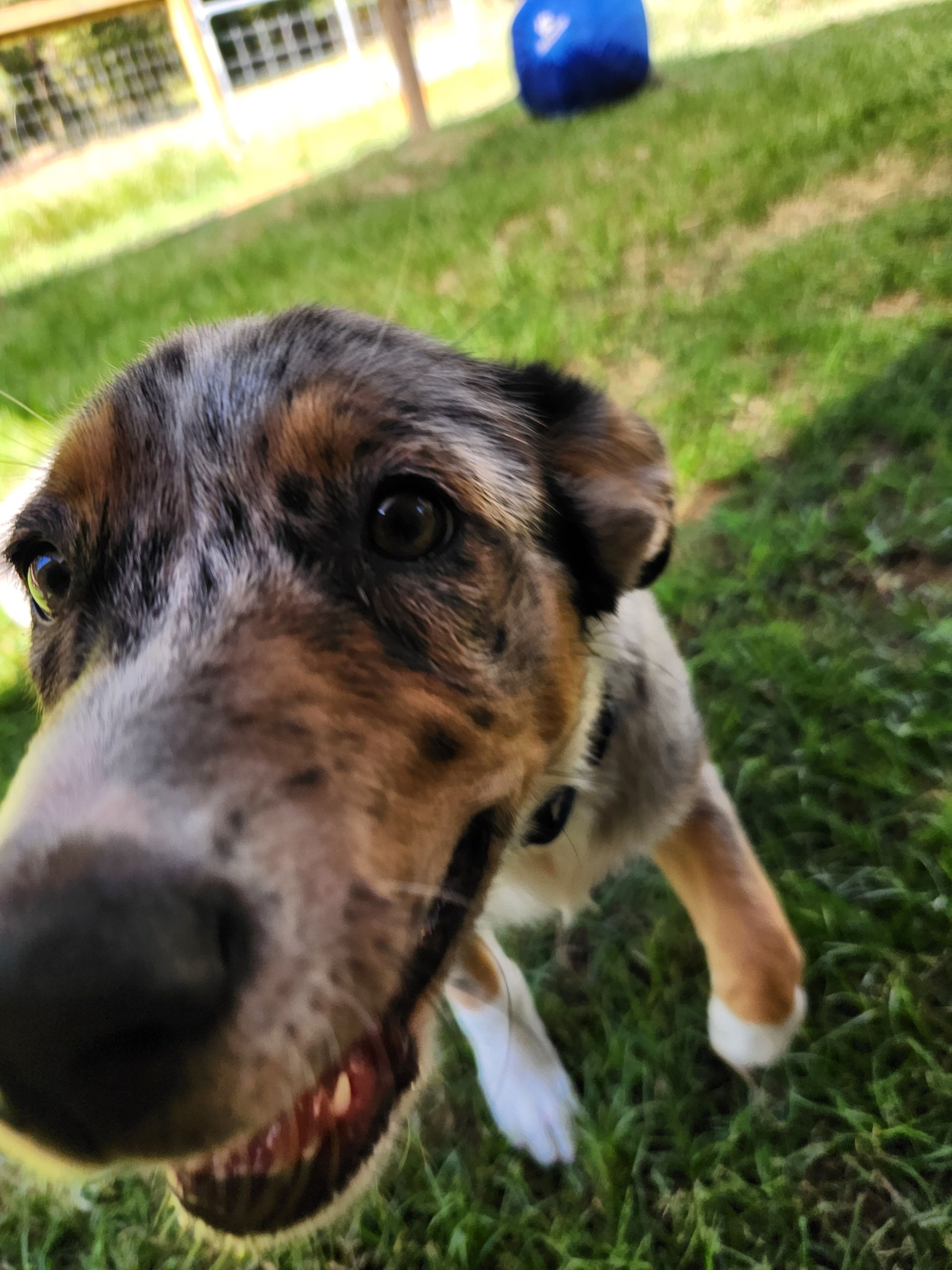 Close-up of a dog with speckled brown and white fur, looking at the camera with an open mouth on green grass.