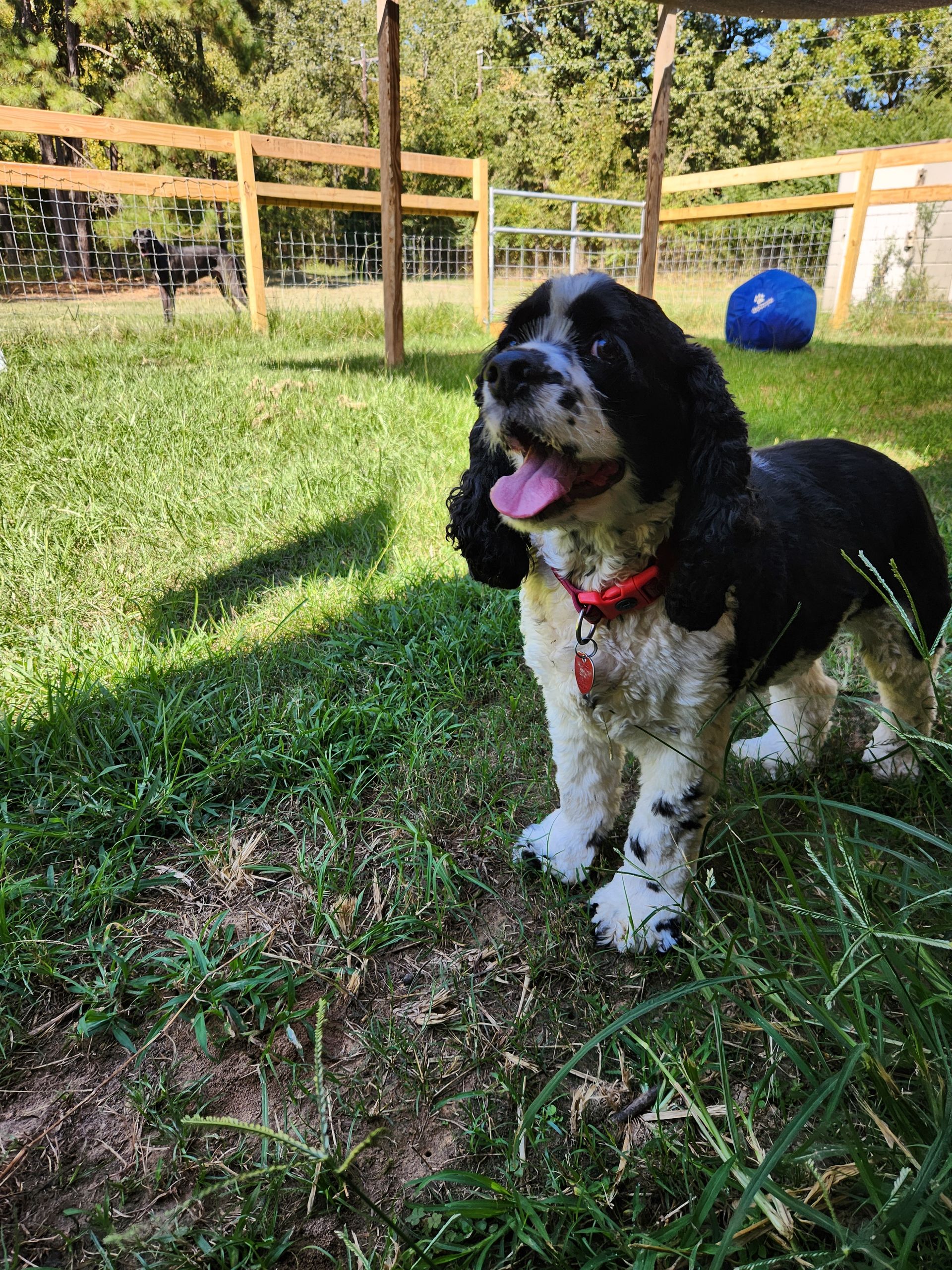 Black and white Cocker Spaniel with red collar standing in grassy yard, panting, with fenced area in background.