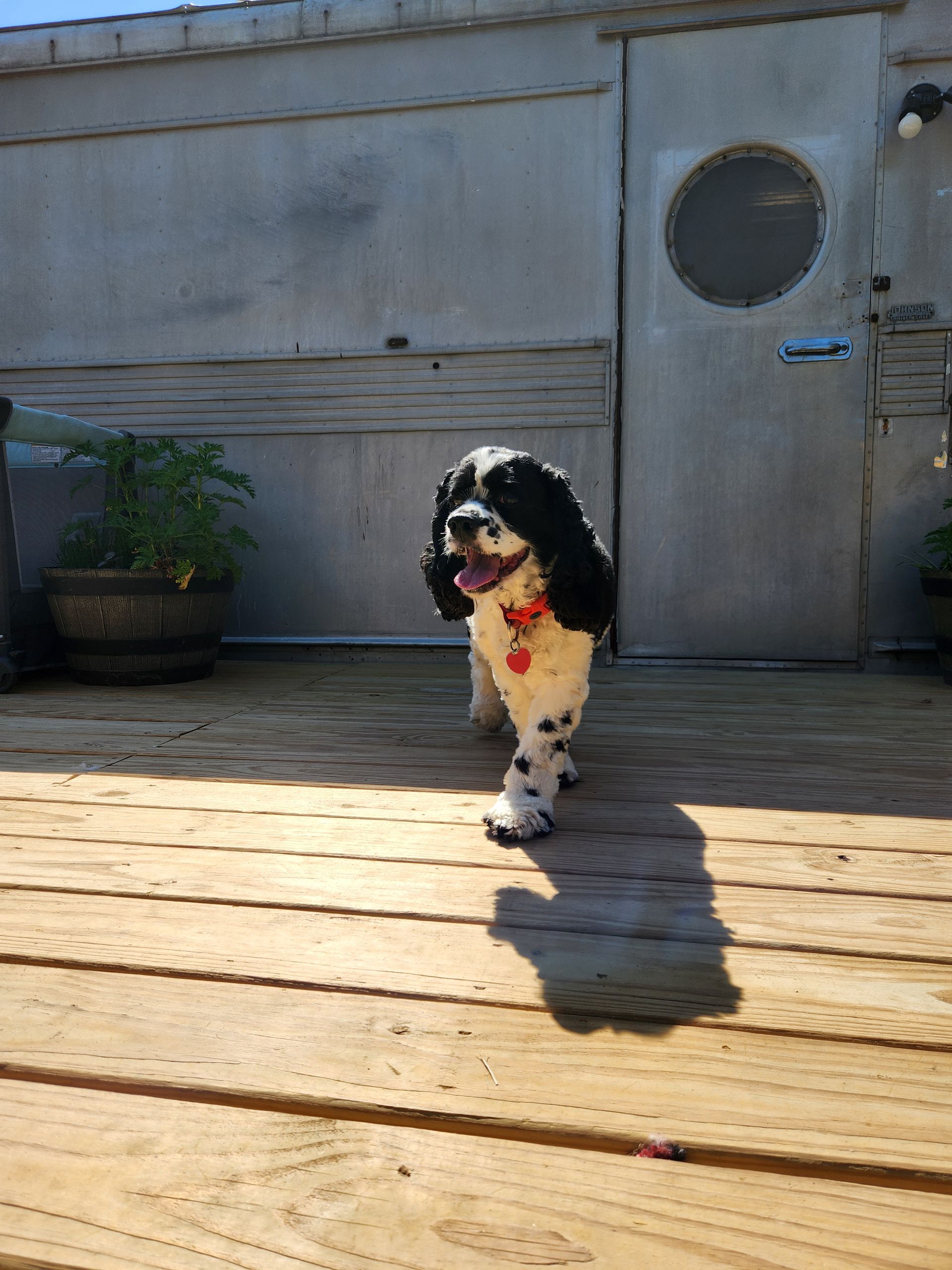 Black and white dog walking towards the camera on a wooden deck in sunlight.