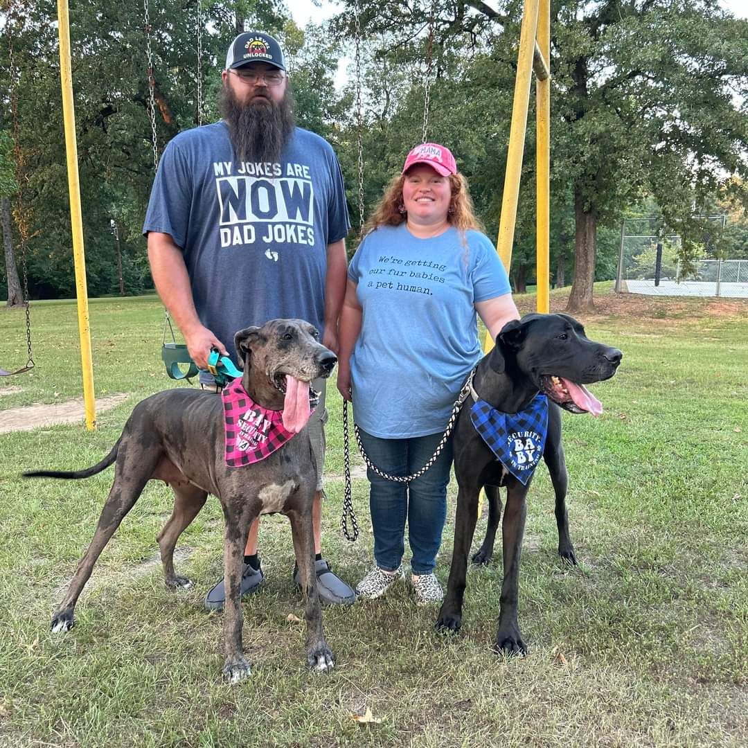 A couple stands with two Great Danes at a park. One dog is gray, the other black. They wear bandanas.