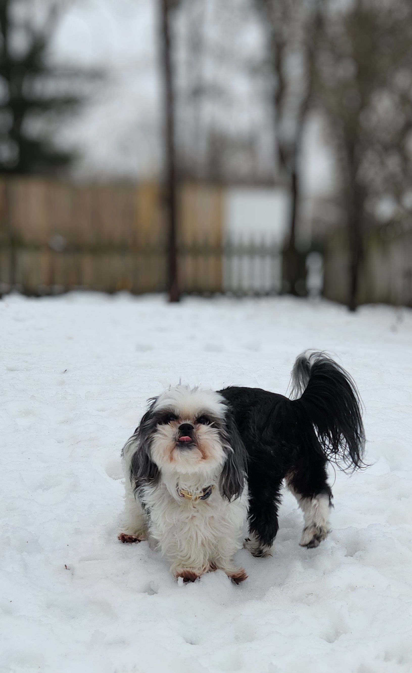 A small black and white dog is standing in the snow.
