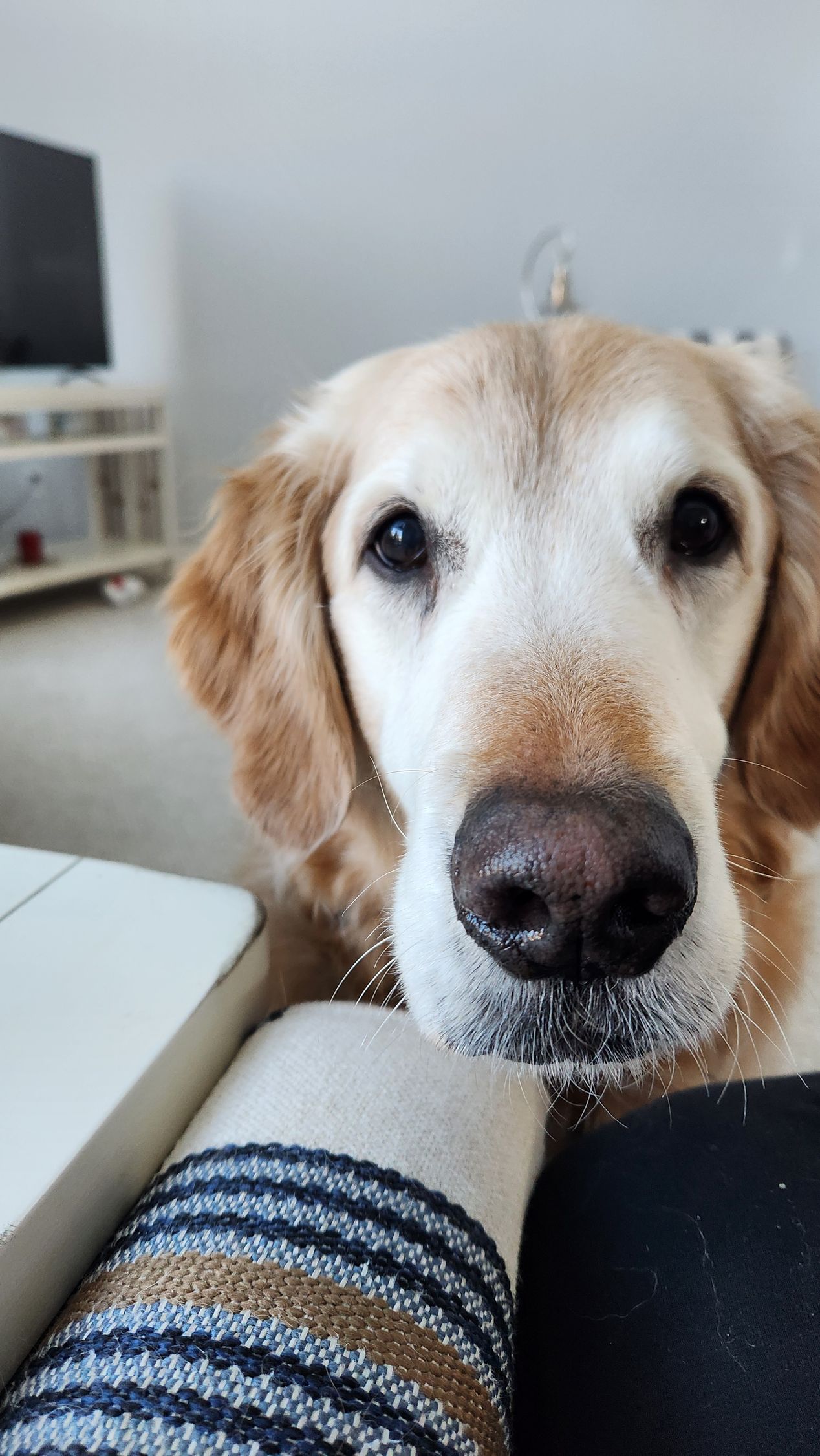 A dog is laying on a person 's lap and looking at the camera.