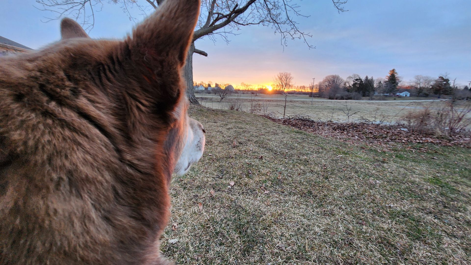 A dog is looking at the sunset in a field.