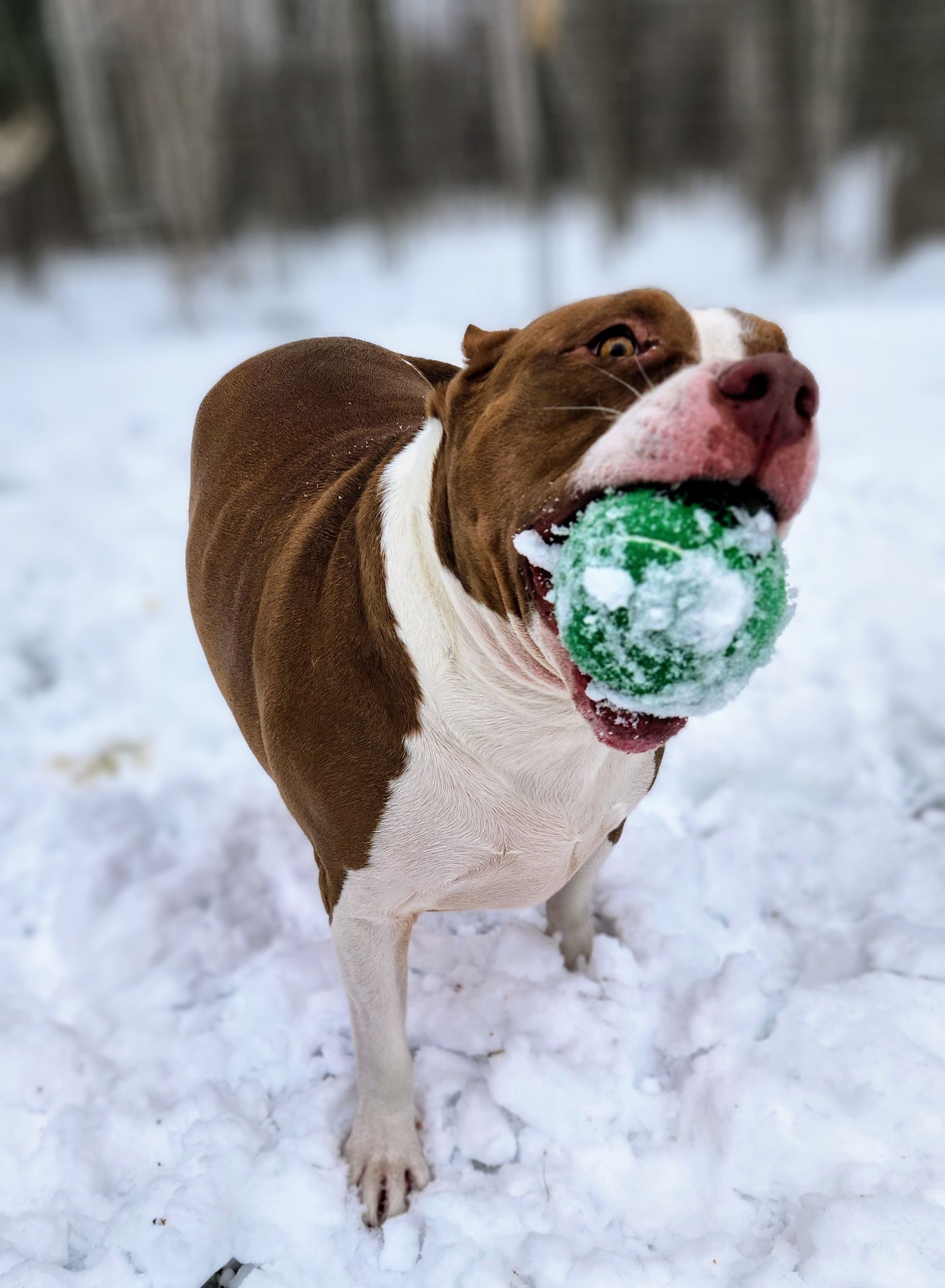 A brown and white dog is playing in the snow with a green ball in its mouth.