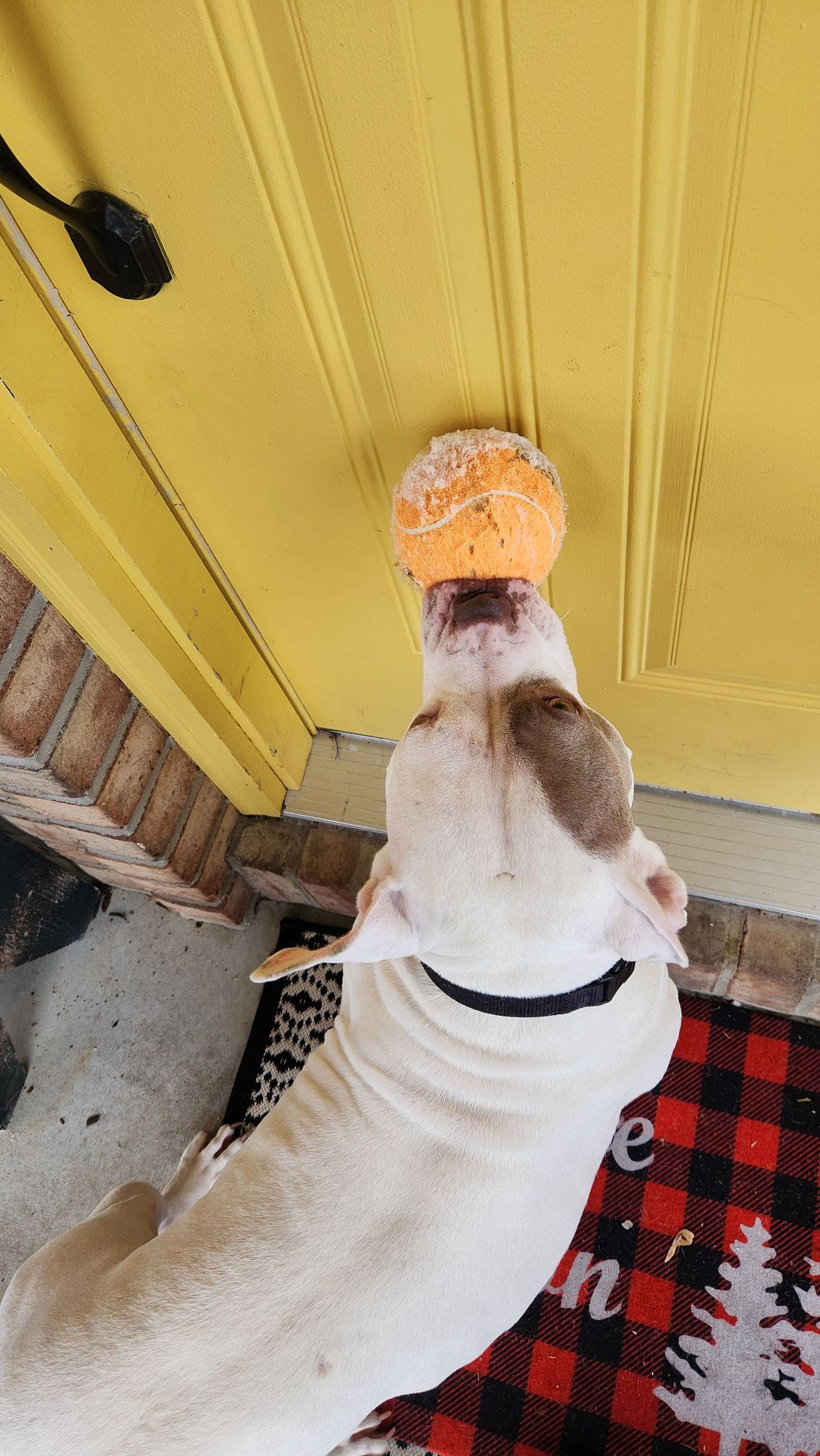 A white dog is playing with a ball in front of a yellow door.