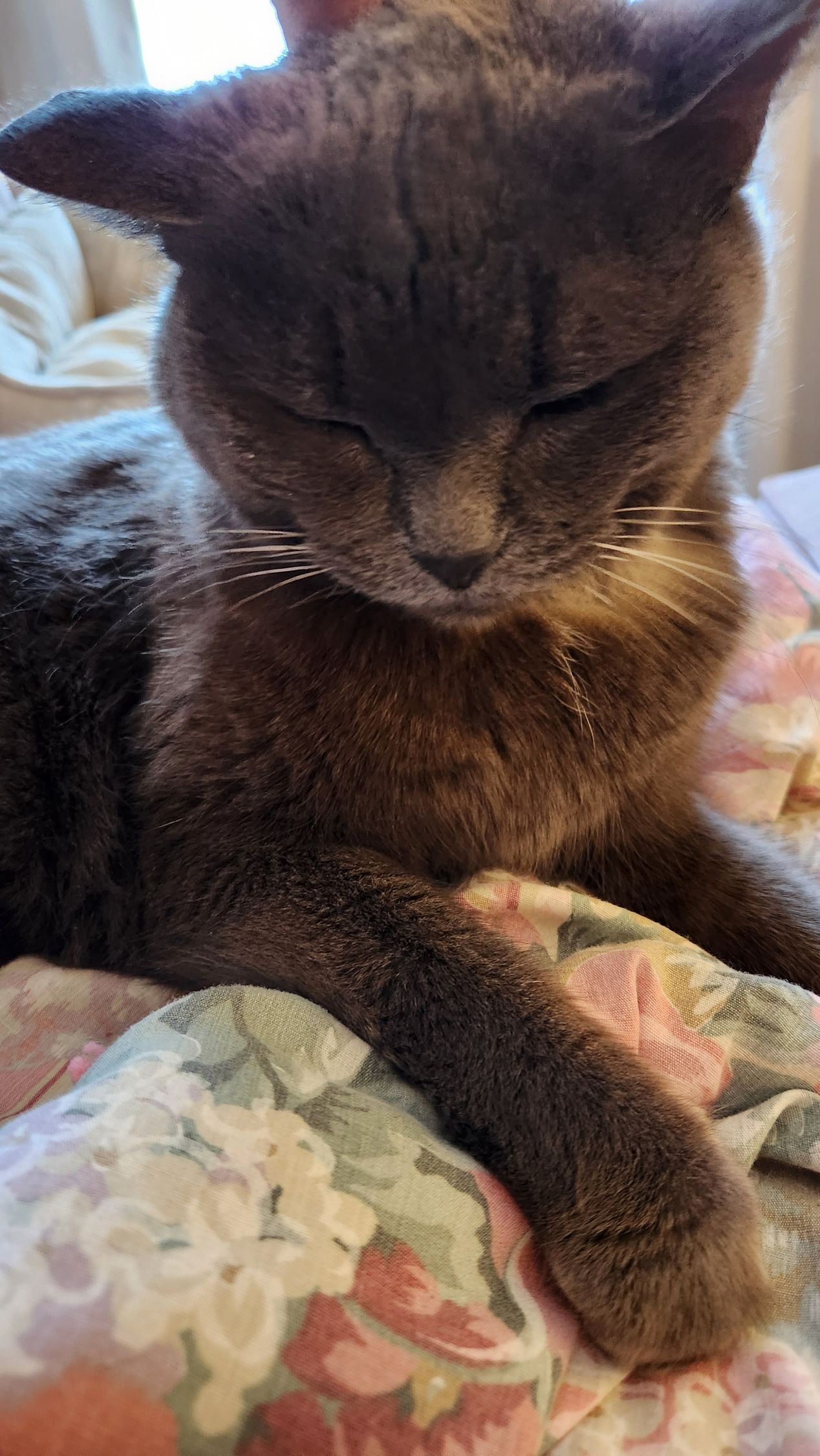 A cat is laying on a bed with its eyes closed.