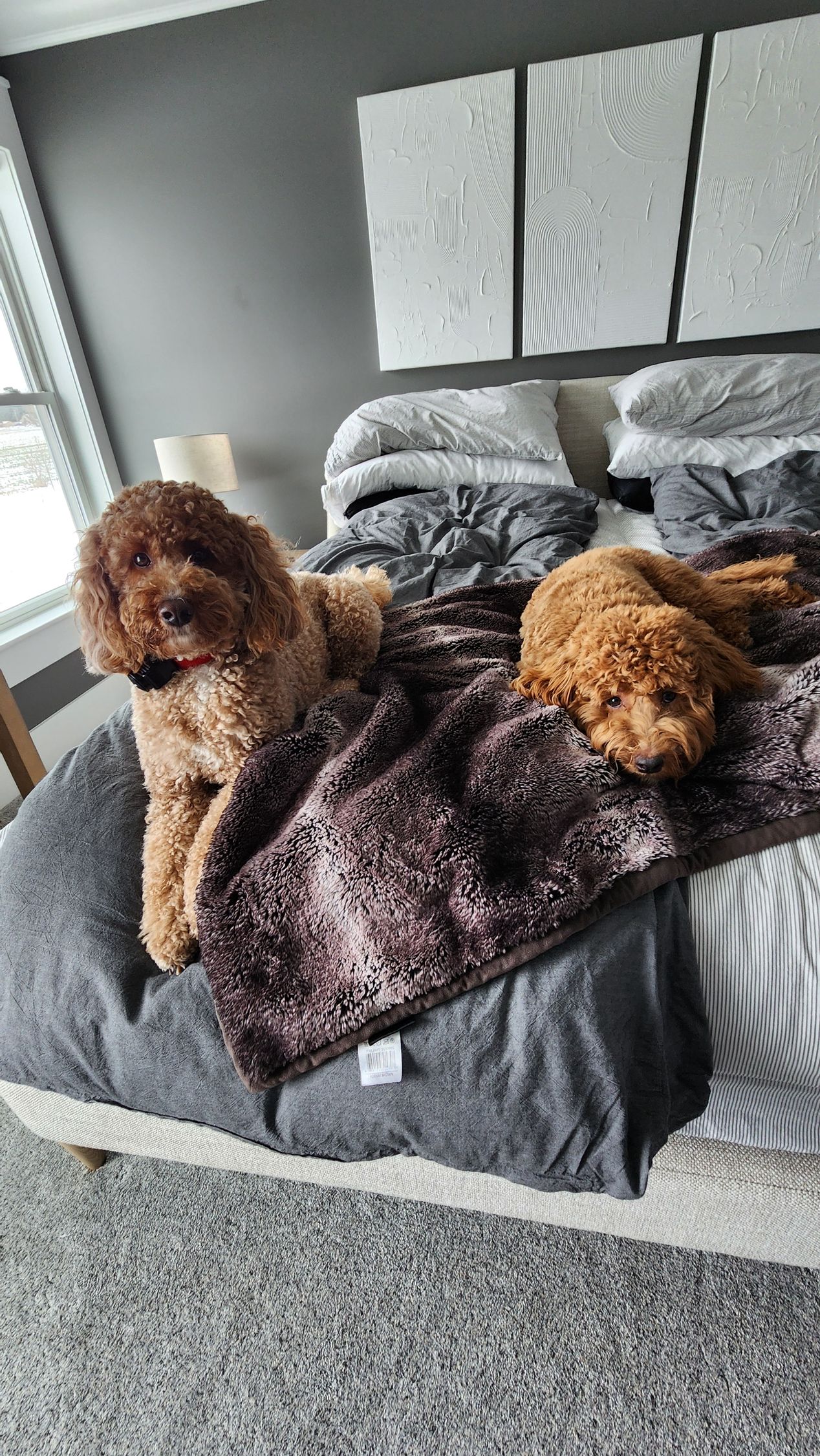 Two dogs are laying on a bed with a blanket.