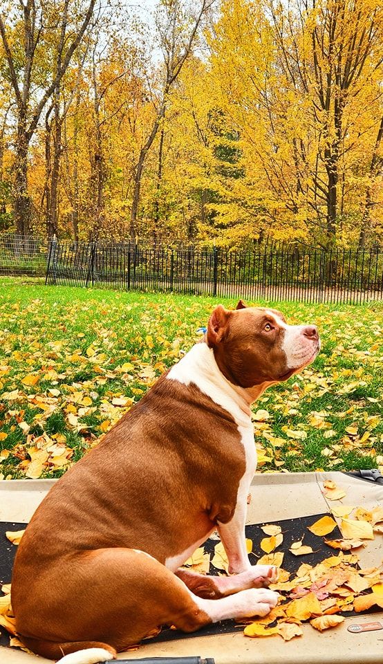A brown and white dog is sitting on top of a pile of leaves in a park.
