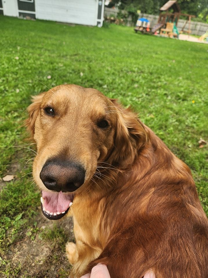 A close up of a brown dog with its mouth open.