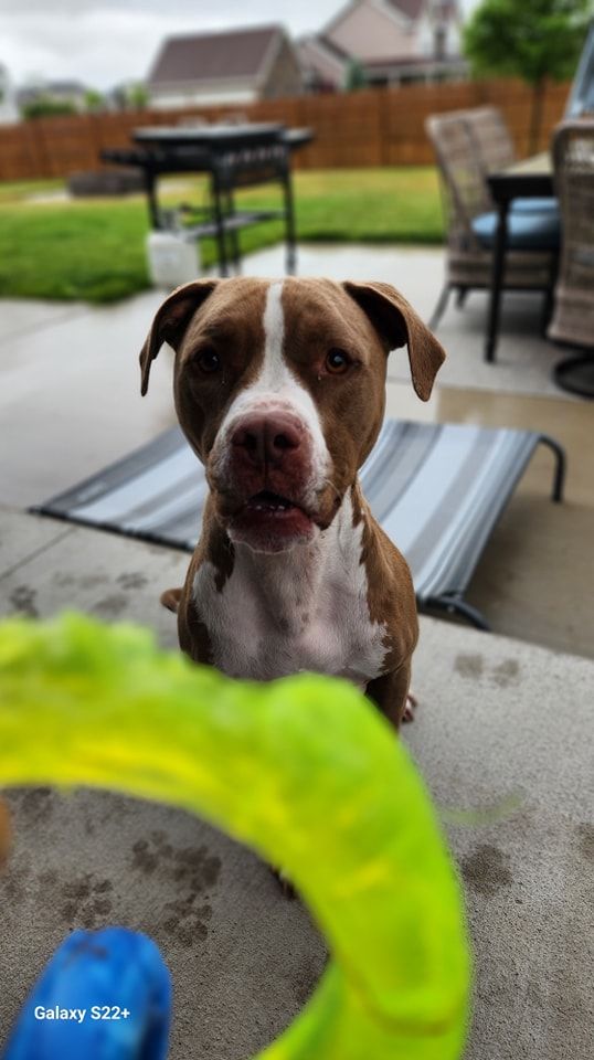 A brown and white dog is standing next to a green toy.