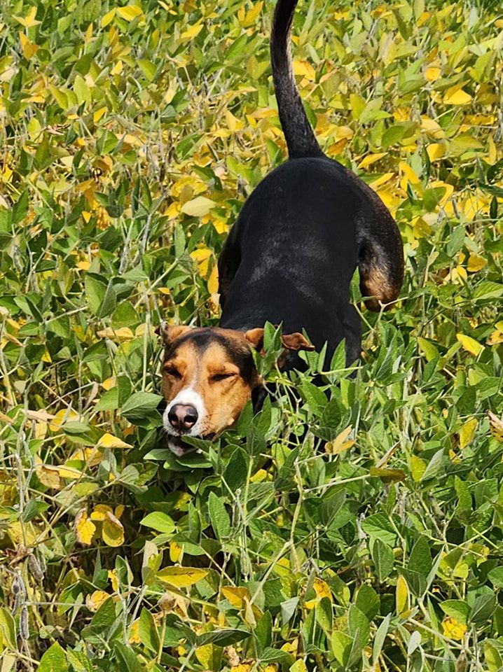 A dog is standing in a field of flowers and leaves.
