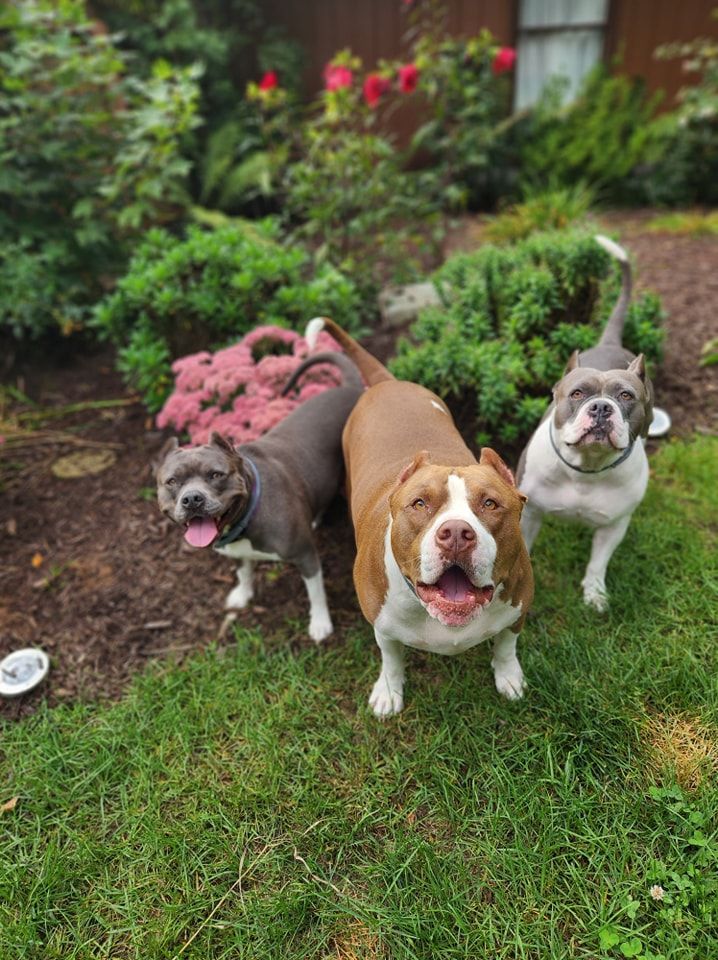Three dogs are standing next to each other in the grass.
