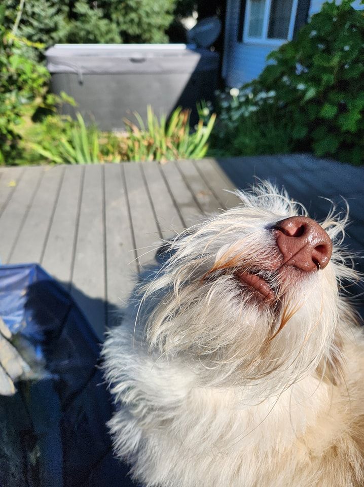 A close up of a dog 's nose with a hot tub in the background.