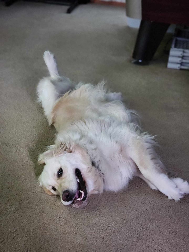 A dog is laying on its back on the floor in a living room.
