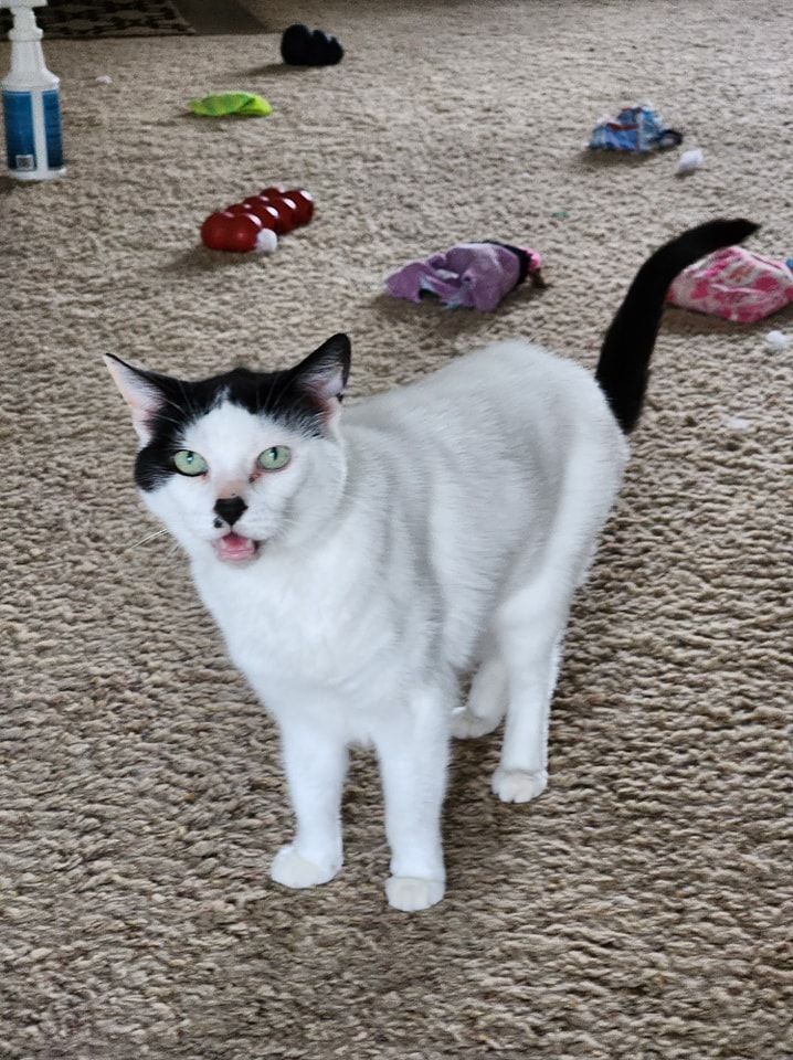 A black and white cat with green eyes is standing on a carpet