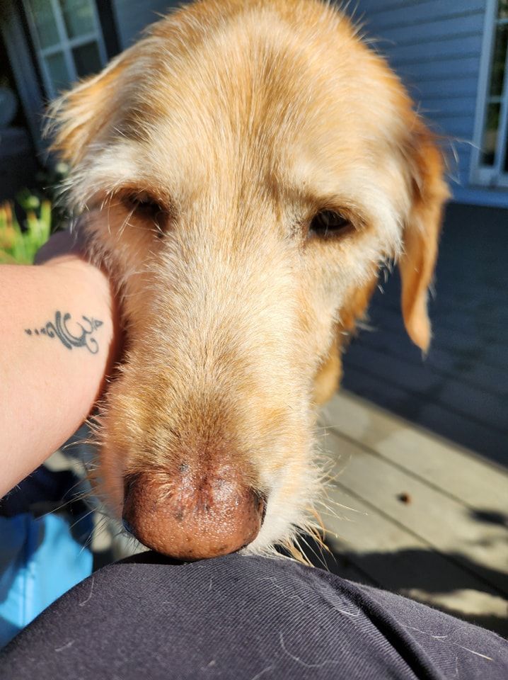 A person is petting a dog with a tattoo on their finger.