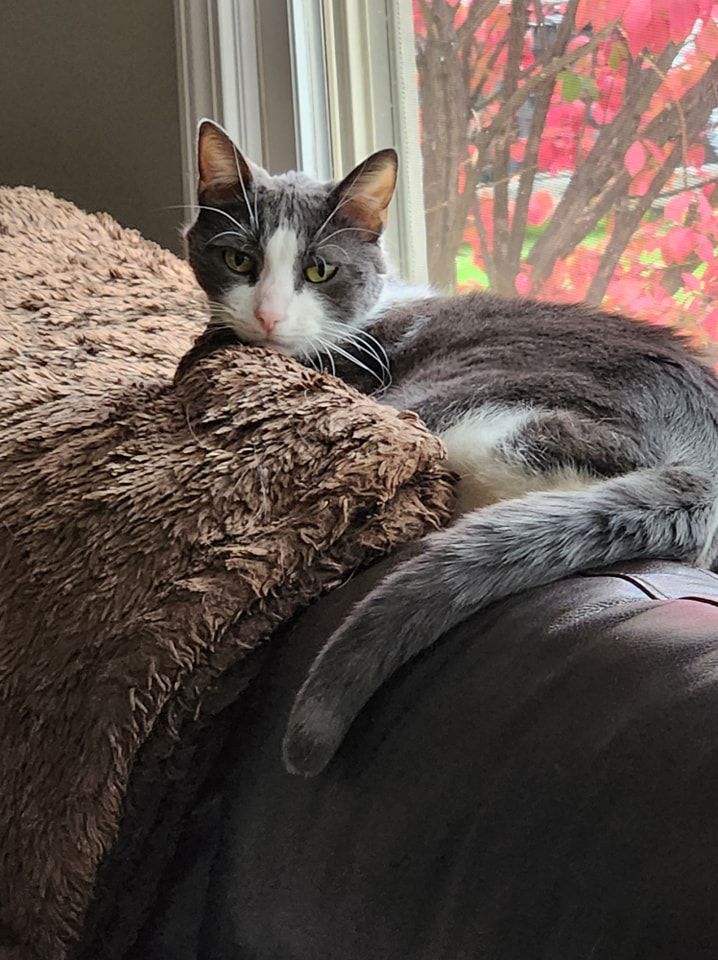 A gray and white cat is laying on a couch next to a window.