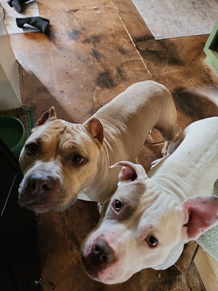 Two dogs are standing next to each other on a wooden floor.